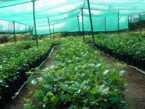 Garden shade netting for vegetables on farm planting field